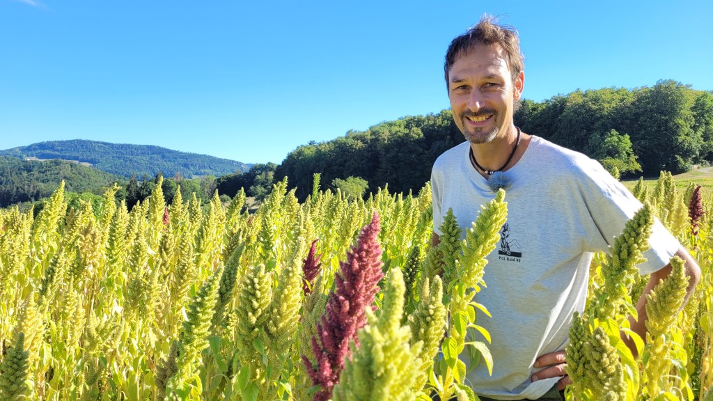 Foto: Hanspeter Ryf im Amaranth-Feld