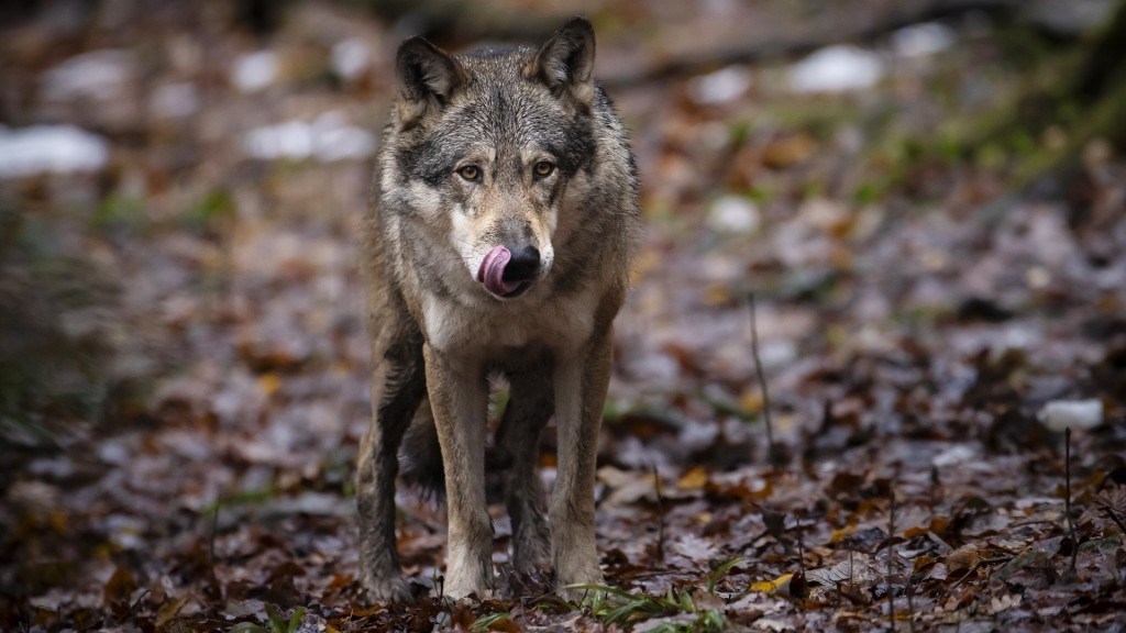 Ein Wolf im Wald