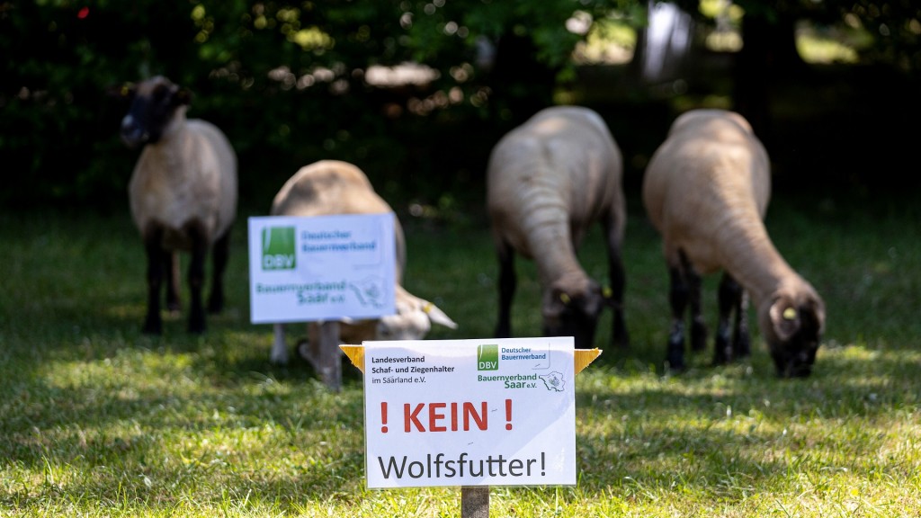 Schafe grasen friedlich auf der Wiese vor dem Atrium an der Cloef. Im Vordergrund ein Schild des Bauernverbandes 