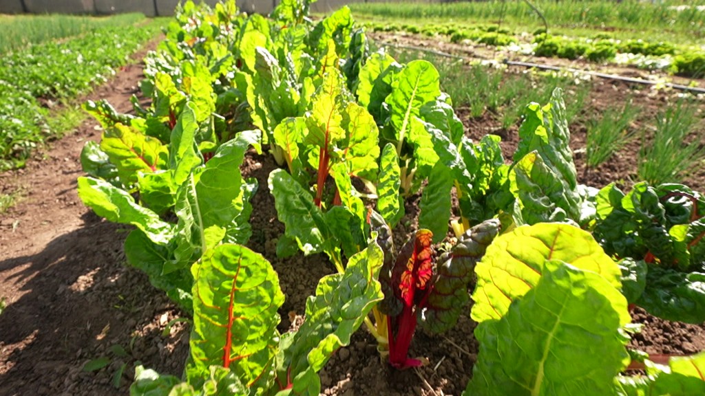 Foto: Mangold auf dem Feld